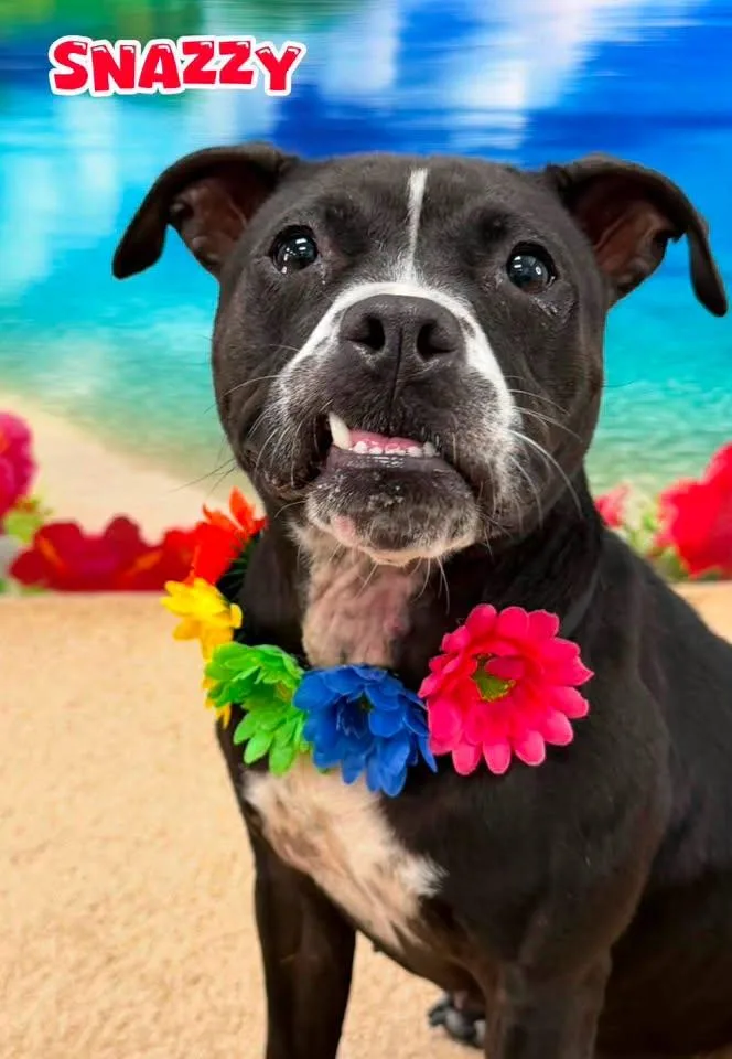 An adult medium-sized female Black Mixed Breed dog named Snazzy for adoption in Flint, MI