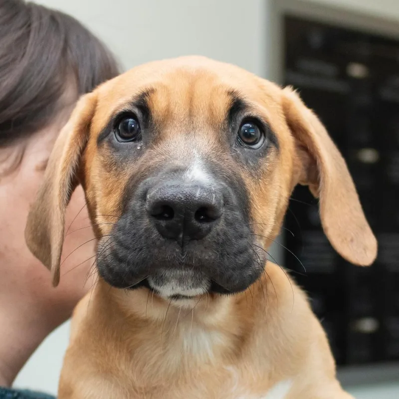 A baby medium-sized male Mixed Breed dog named Nacho for adoption in Middletown, RI