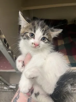 A young small-sized male Domestic Short Hair cat named Cannellini for adoption in Columbus, IN