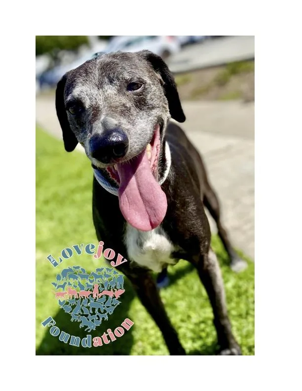 Hunter Coh thumbnail 2