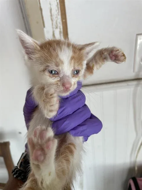 A baby small-sized male Domestic Short Hair cat named Goose for adoption in Palmetto, FL