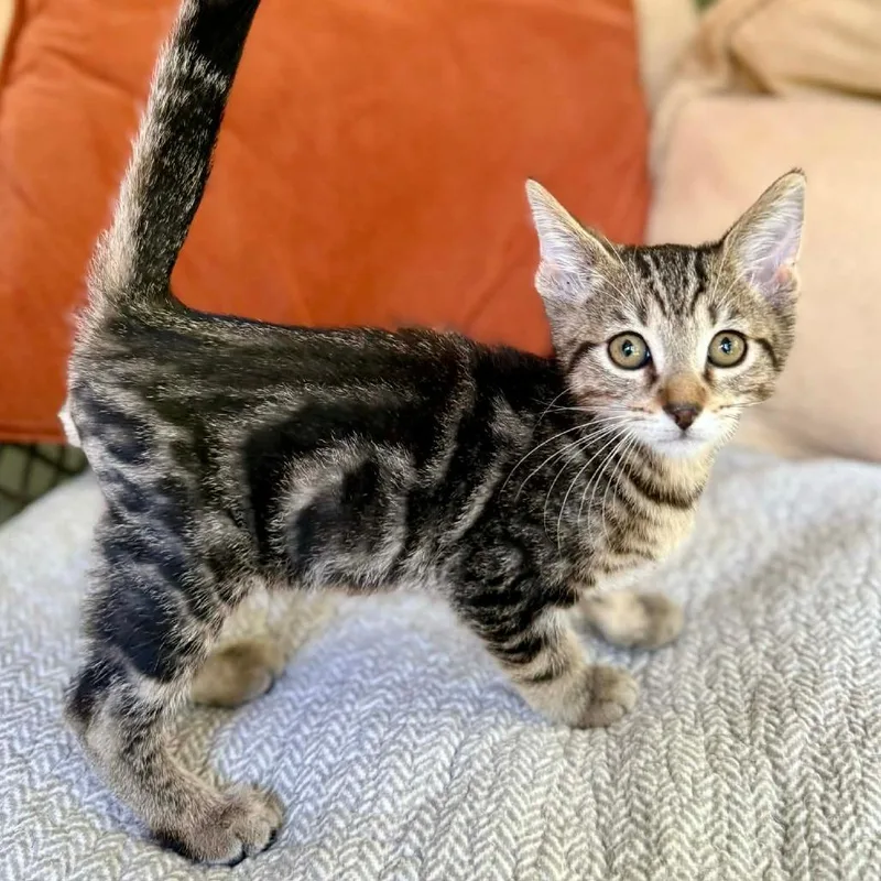 A baby small-sized male Brown / Chocolate Domestic Short Hair cat named Lieutenant Dan for adoption in Williston, FL