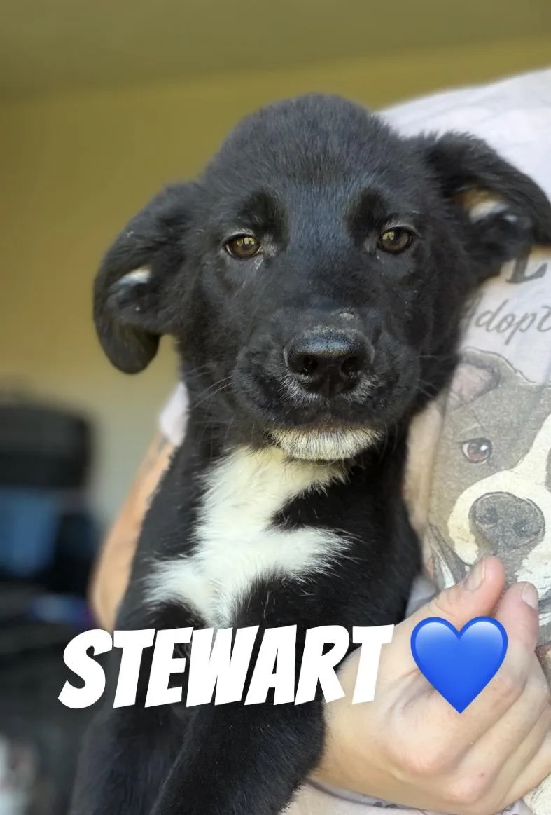 A baby large-sized male Border Collie dog named Stewart for adoption in Felton, PA