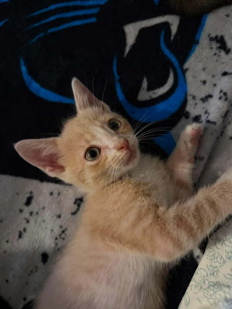 A baby medium-sized male Buff / Tan / Fawn Domestic Short Hair cat named Dougal for adoption in Aberdeen, NC