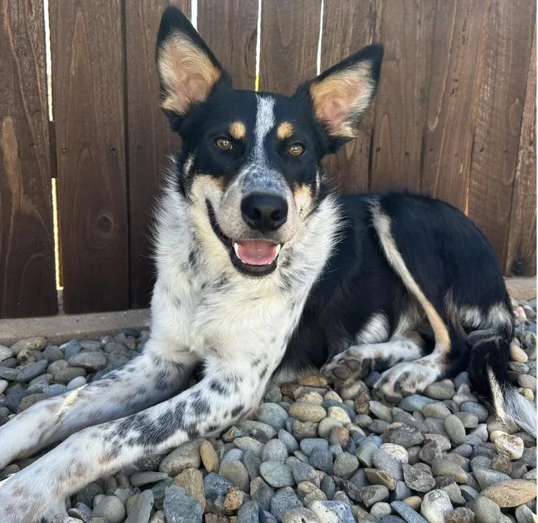 A young medium-sized male Tricolor (Brown, Black, & White) Border Collie dog named Murphy for adoption in Davis, CA