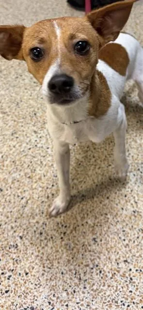 A young small-sized male Parson Russell Terrier dog named Milo for adoption in Miami, FL