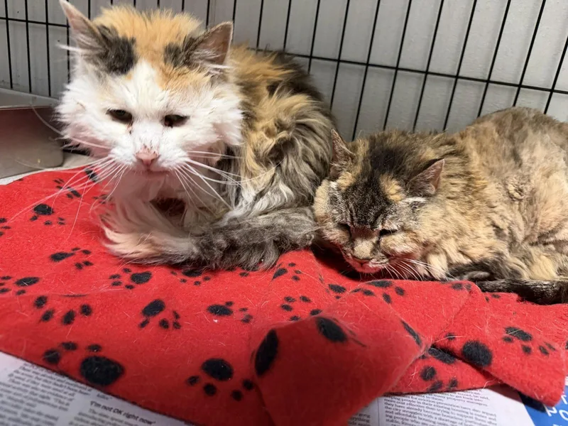 A senior medium-sized female Calico cat named Papaya & Pumpkin Spice for adoption in Las Vegas, NM