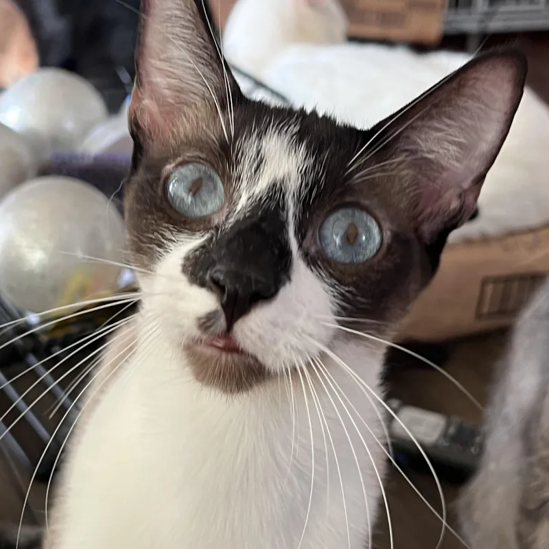 An adult medium-sized male Buff & White Domestic Short Hair cat named Poe for adoption in San Jose, CA
