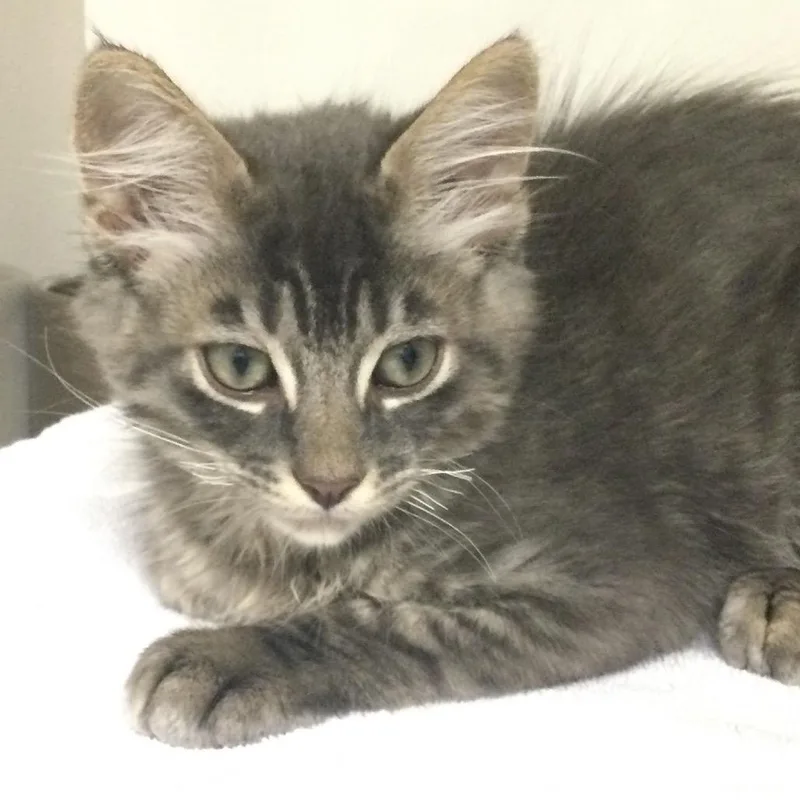 A baby small-sized male Brown / Chocolate Domestic Medium Hair cat named Thistle for adoption in Redwood City, CA