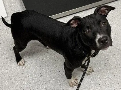 A young large-sized female Pit Bull Terrier dog named Valentina for adoption in Oakland, CA