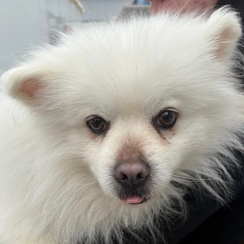 An adult small-sized male White / Cream American Eskimo Dog dog named Jonas for adoption in Northbrook, IL