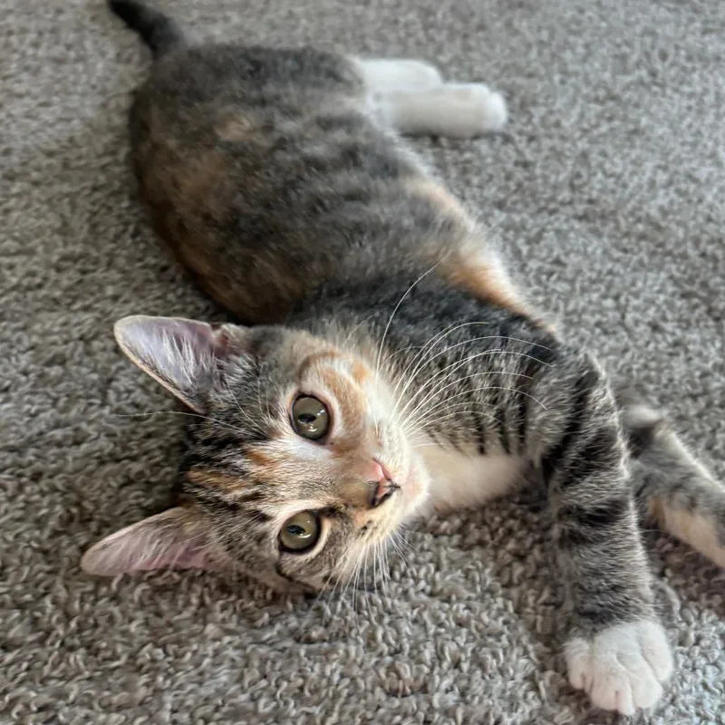 A baby small-sized female Brown / Chocolate Domestic Short Hair cat named Daisy for adoption in Peachtree City, GA