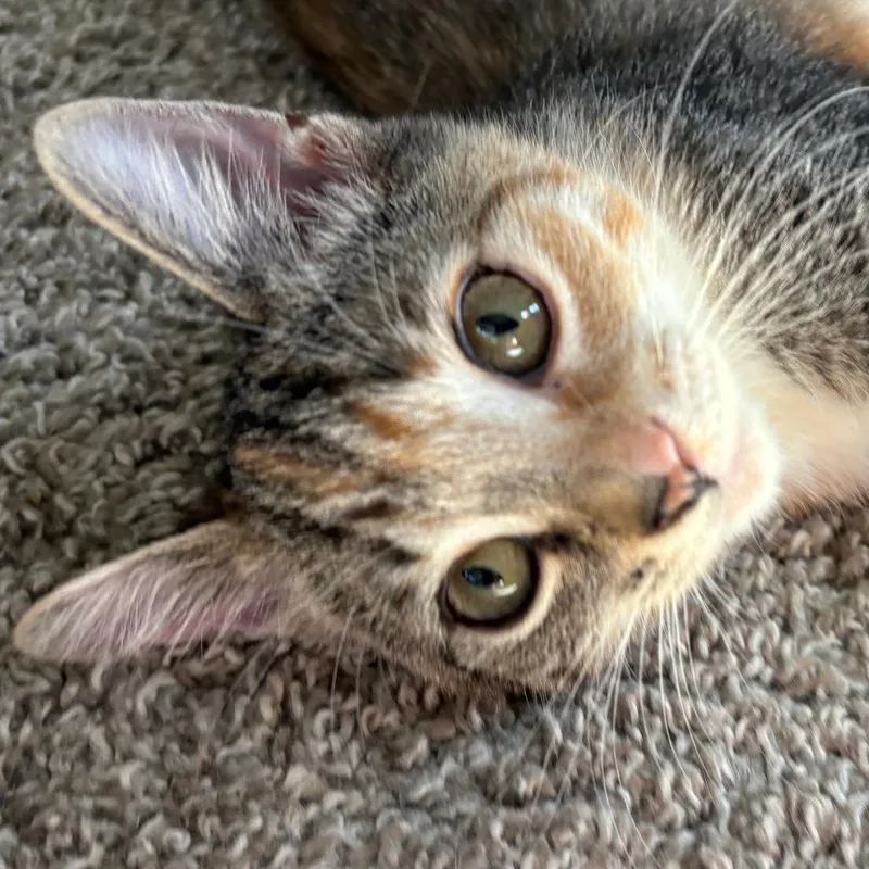 Daisy thumbnail 2