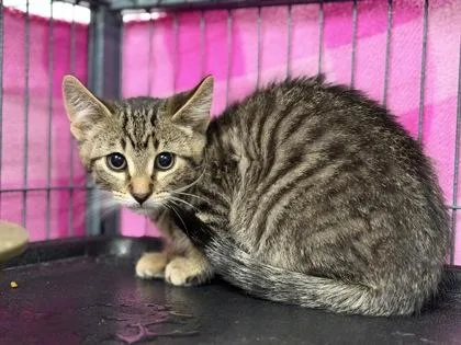 A baby small-sized male Domestic Short Hair cat named Basil for adoption in Aberdeen, SD