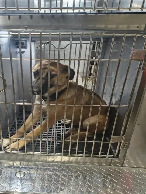 A young large-sized male German Shepherd Dog dog named Rex for adoption in Dallas, TX