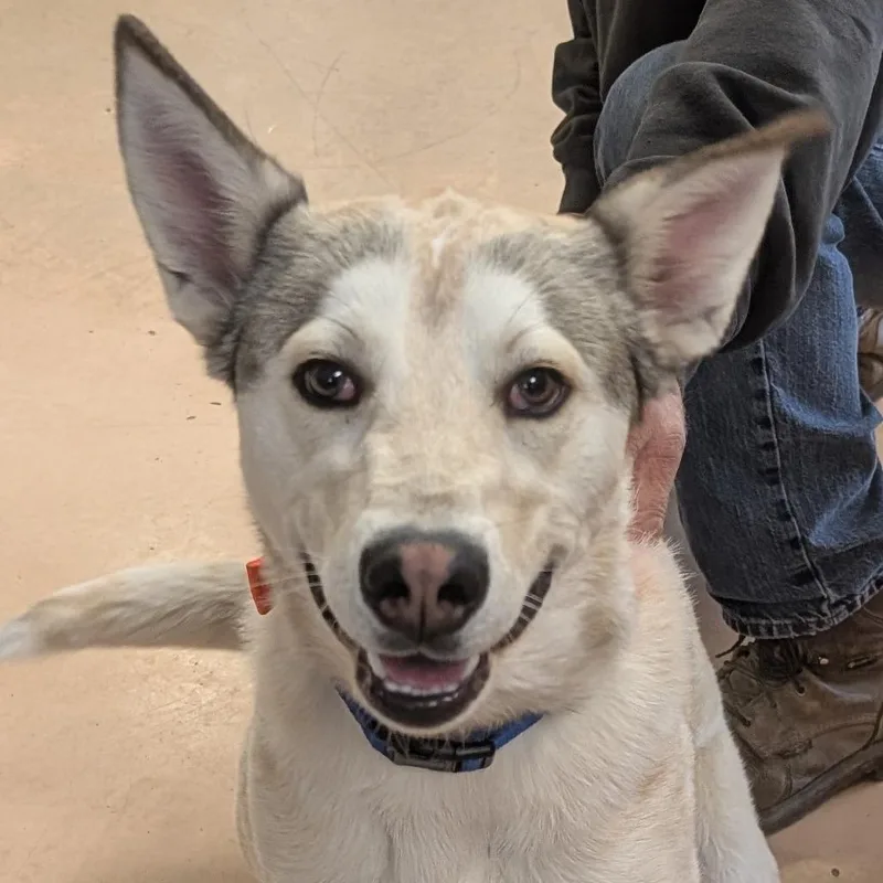 An adult medium-sized male White / Cream Husky dog named Clarke for adoption in Walden, NY