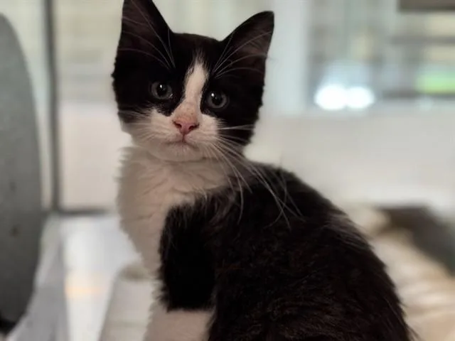 A baby small-sized male Domestic Short Hair cat named Casserole for adoption in Pueblo, CO