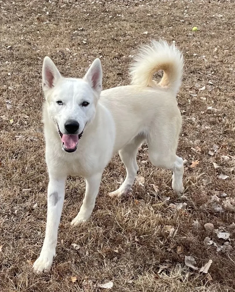 A young large-sized male Husky dog named Frost for adoption in Auburn, NE