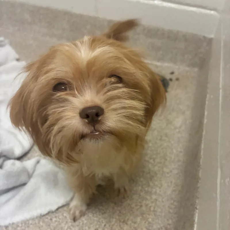 A young small-sized female White / Cream Mixed Breed dog named Sissy for adoption in Horn Lake, MS