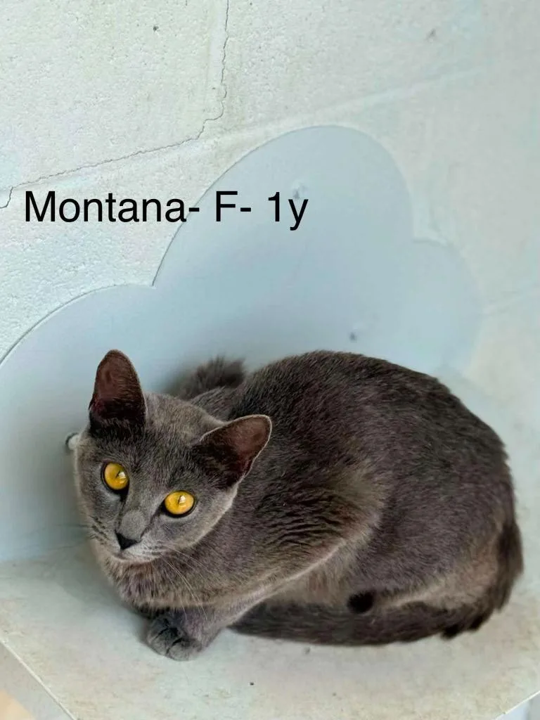 A young medium-sized female Domestic Short Hair cat named Montana for adoption in Waverly, TN