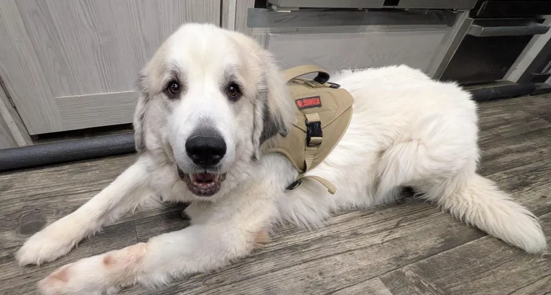 An adult large-sized female White / Cream Great Pyrenees dog named Greta for adoption in Claremont, NC