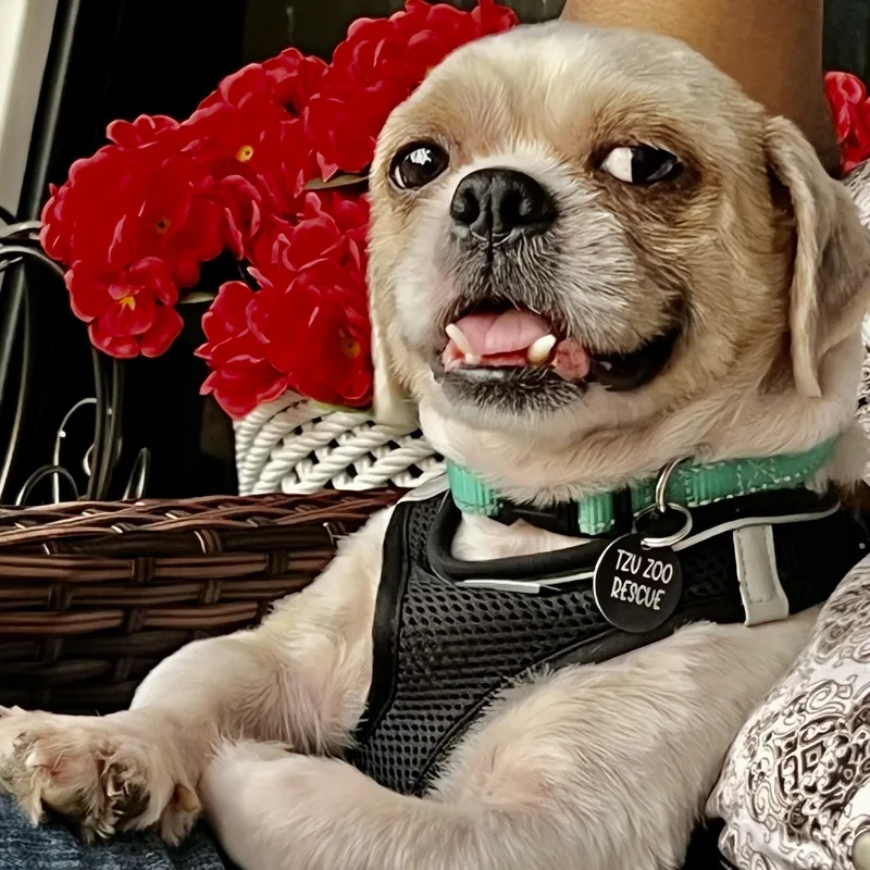 A young small-sized male Yellow / Tan / Blond / Fawn Shih Tzu dog named Snaggy Savor for adoption in Plano, TX