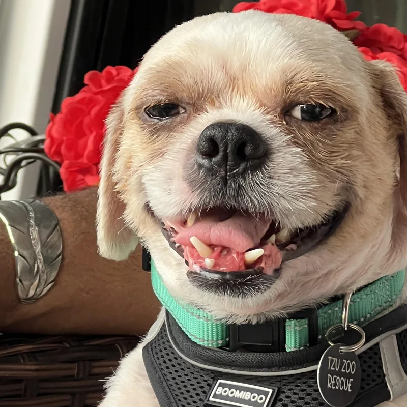Snaggy Savor thumbnail 2