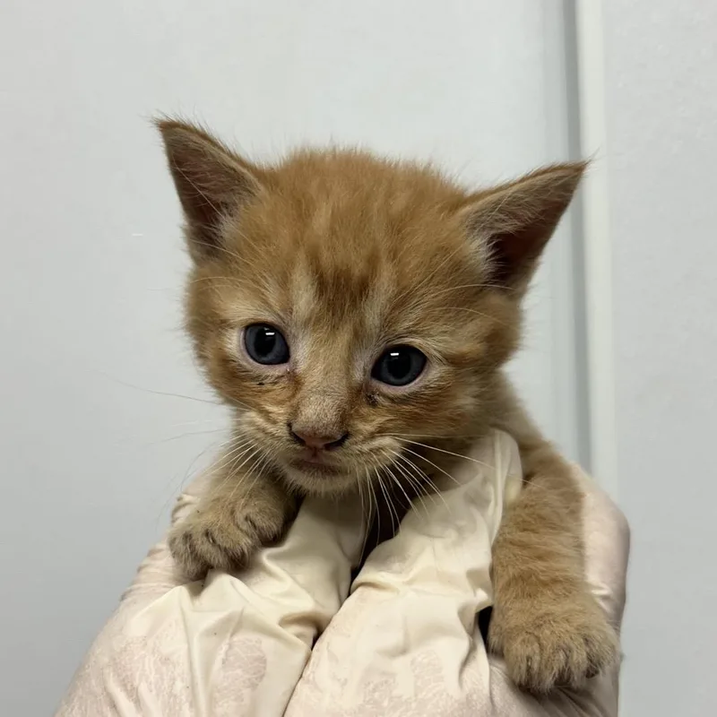 A baby small-sized male Orange / Red Domestic Short Hair cat named James for adoption in Abilene, TX