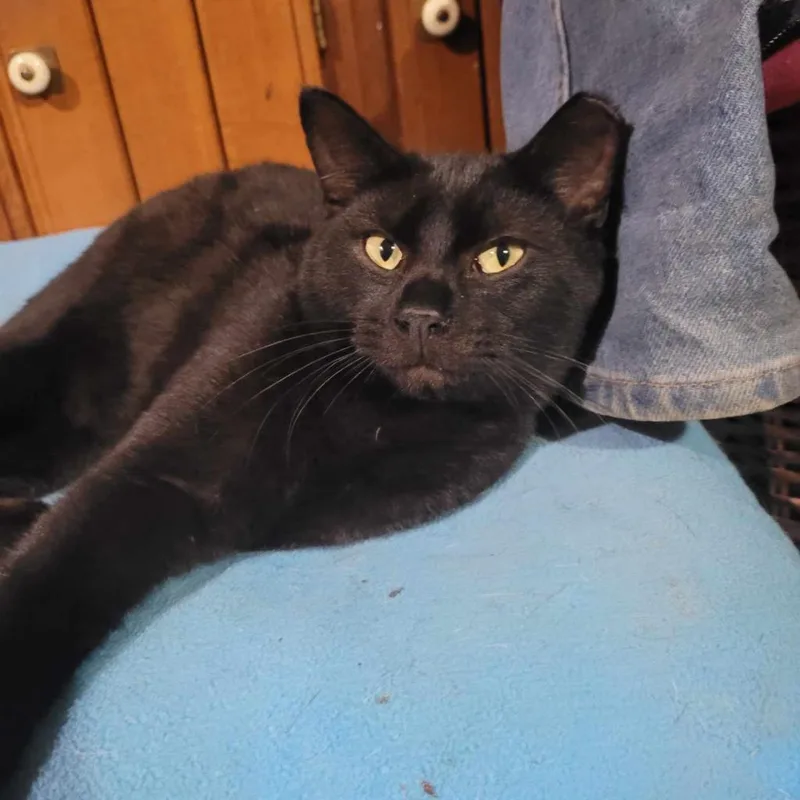 An adult small-sized male Black Domestic Short Hair cat named Sable for adoption in Liberty, IN