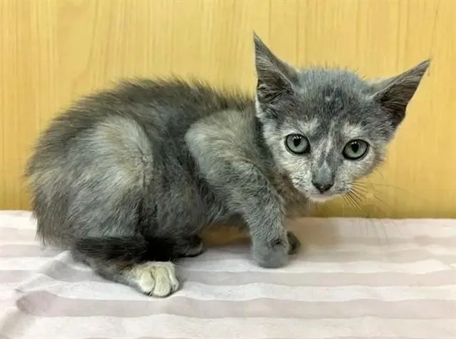 A baby small-sized female Domestic Short Hair cat named Pancake for adoption in Saint Louis, MO