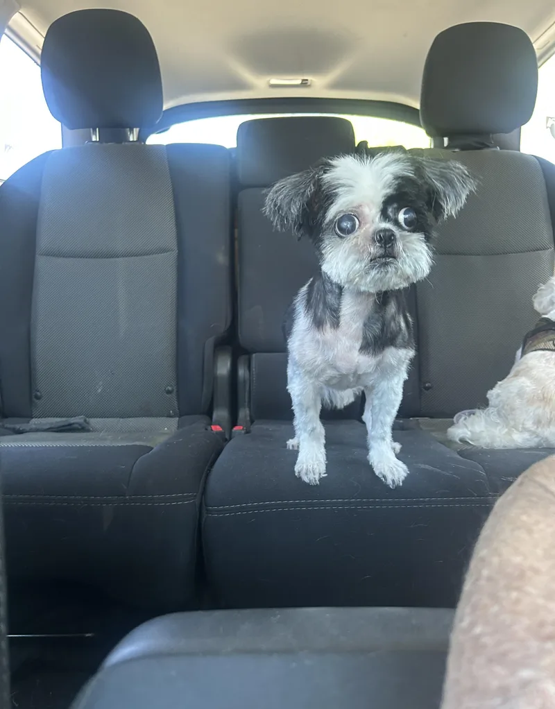 A senior small-sized female Black Shih Tzu dog named Sophie for adoption in Plainview, NY