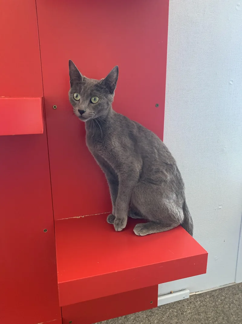 A young small-sized female Gray / Blue / Silver Domestic Short Hair cat named Ethel for adoption in Grass Valley, CA