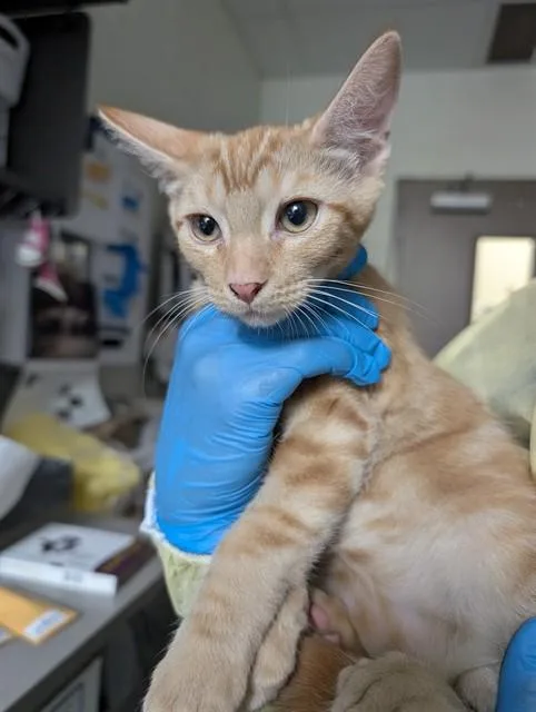 A baby small-sized male Domestic Medium Hair cat named Hugs for adoption in Tucson, AZ