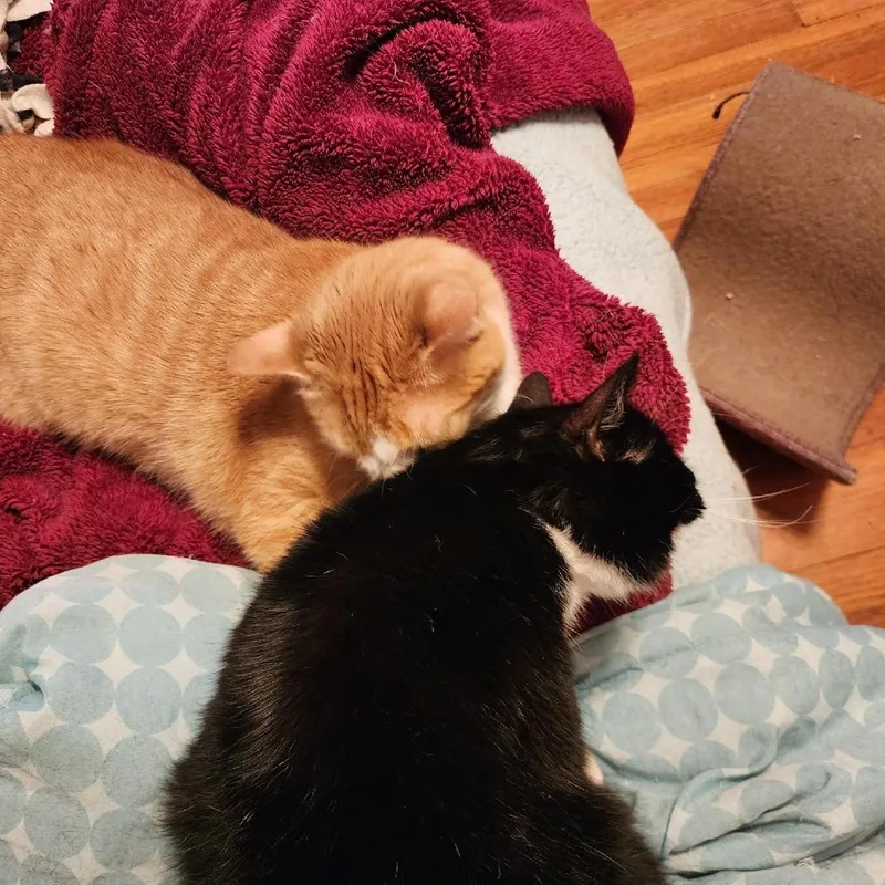 An adult large-sized male White Domestic Short Hair cat named Hagrid for adoption in Birdsboro, PA