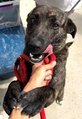 An adult medium-sized male Mixed Breed dog named Ranger for adoption in Madison, NJ