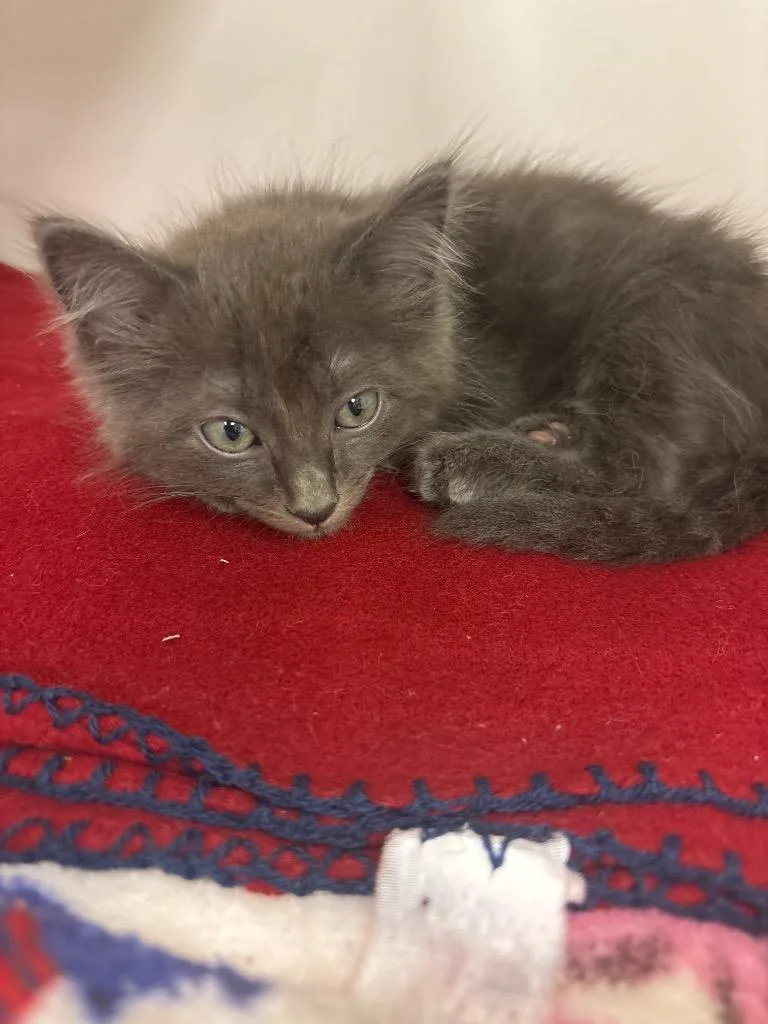 A baby small-sized male Domestic Medium Hair cat named Rick for adoption in Johnson City, TN