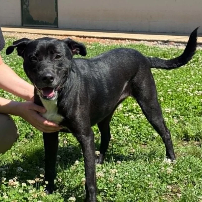 An adult medium-sized female Black Labrador Retriever dog named Ruby for adoption in Hamilton, GA