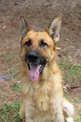An adult large-sized male German Shepherd Dog dog named B Max for adoption in North Charleston, SC