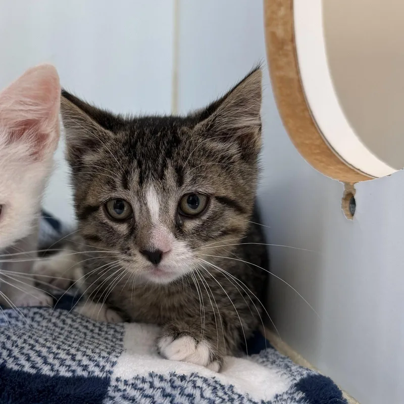 A baby small-sized male Brown / Chocolate Domestic Short Hair cat named Carl for adoption in Oakland, CA
