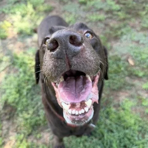 A senior large-sized male Chocolate Labrador Retriever dog named Skeet for adoption in Corsicana, TX