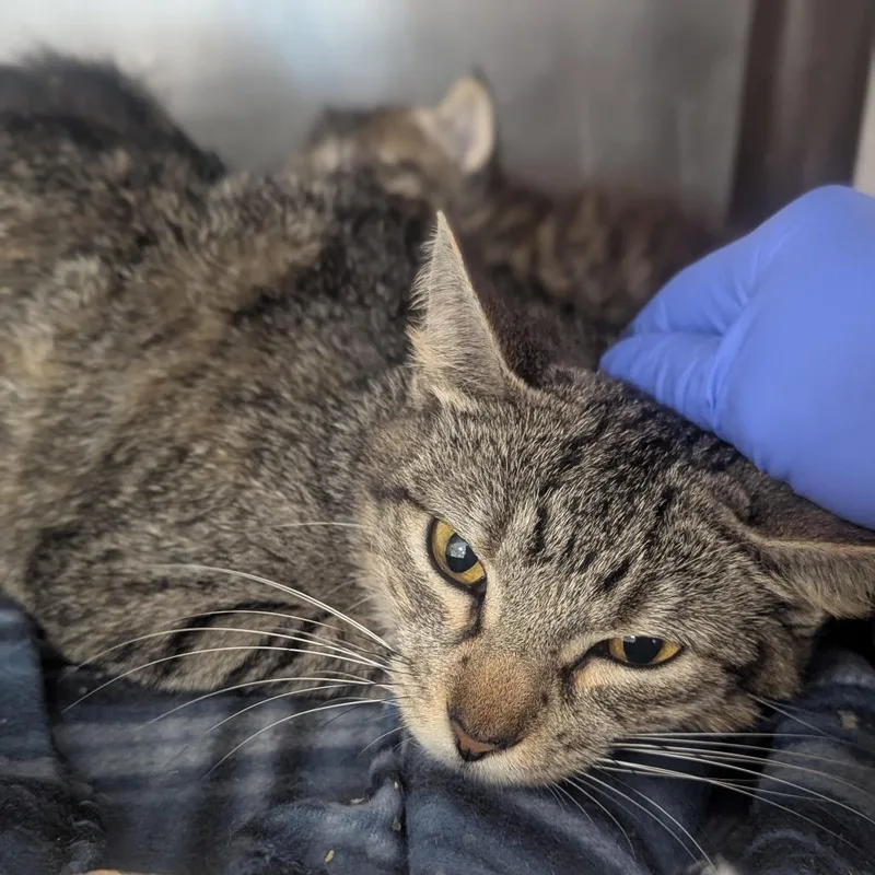 An adult medium-sized female Brown / Chocolate Domestic Short Hair cat named Mama Pumpkin Houston for adoption in Denver, CO