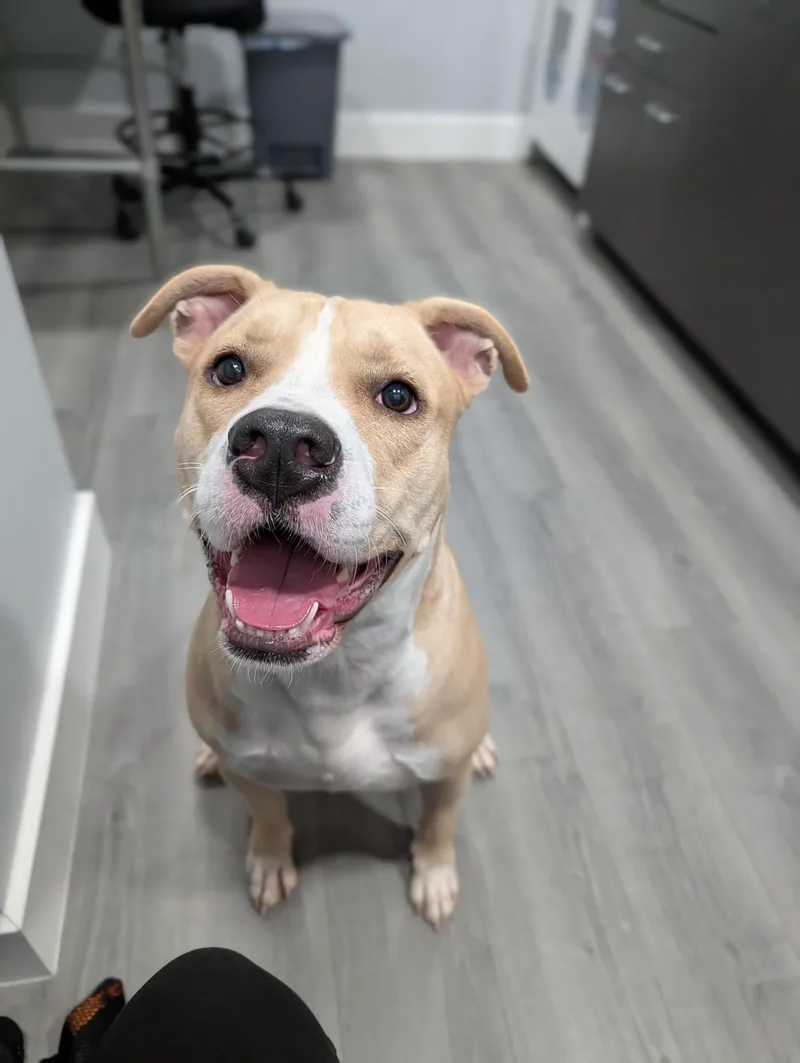 A young large-sized male Yellow / Tan / Blond / Fawn American Staffordshire Terrier dog named Kobi for adoption in Plainfield, NJ