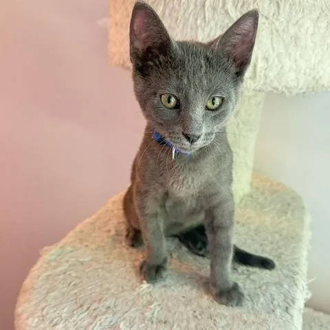 A baby small-sized male Tabby (Gray / Blue / Silver) Domestic Short Hair cat named Bluey for adoption in Hudsonville, MI