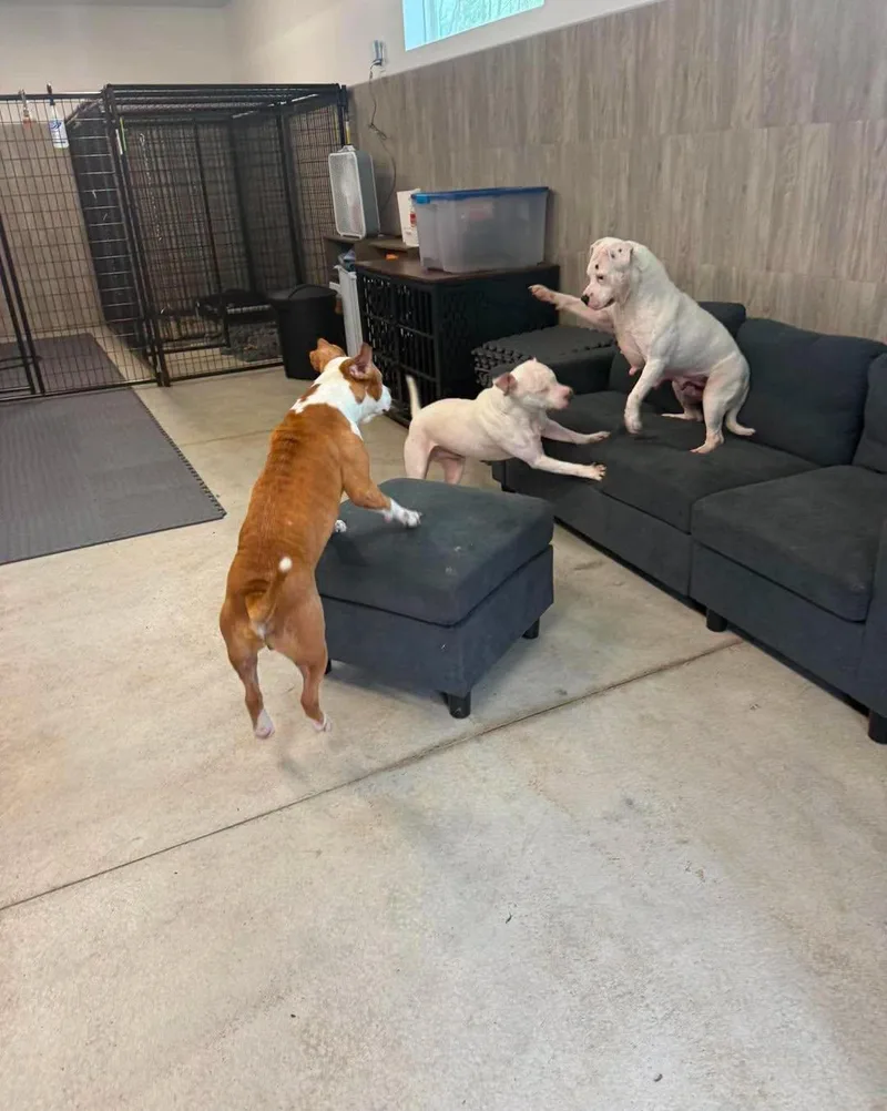 An adult medium-sized female White / Cream Pit Bull Terrier dog named Tamale for adoption in Grand Haven, MI