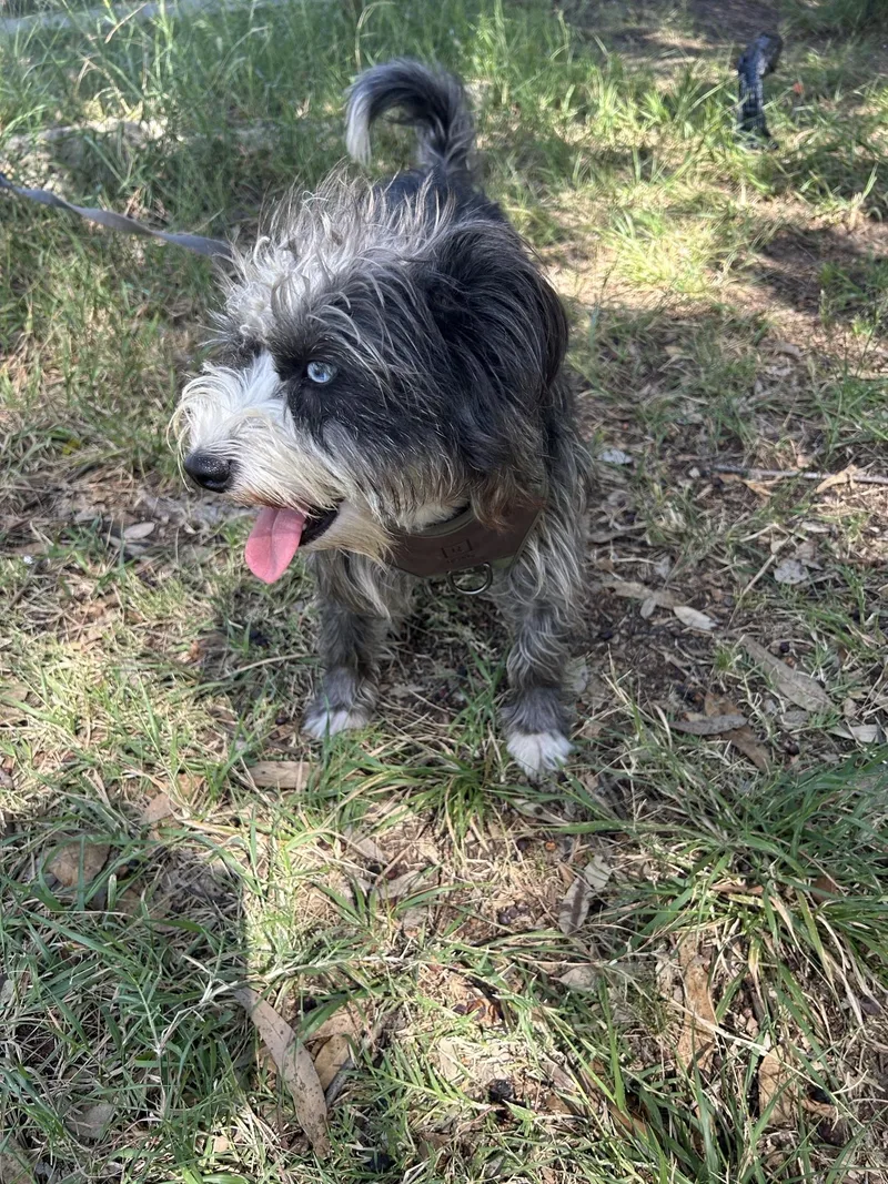 An adult small-sized female Black Mixed Breed dog named Bella for adoption in San Ysidro, CA