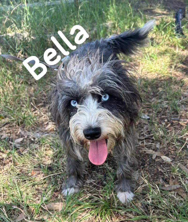 Bella thumbnail 2