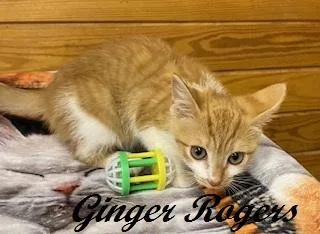A baby medium-sized female Tabby (Orange / Red) Tabby cat named Ginger Rogers for adoption in Southern Pines, NC