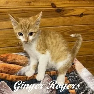 Ginger Rogers thumbnail 2