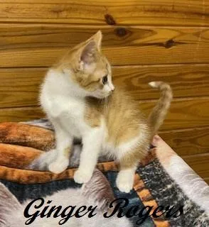 Ginger Rogers thumbnail 3