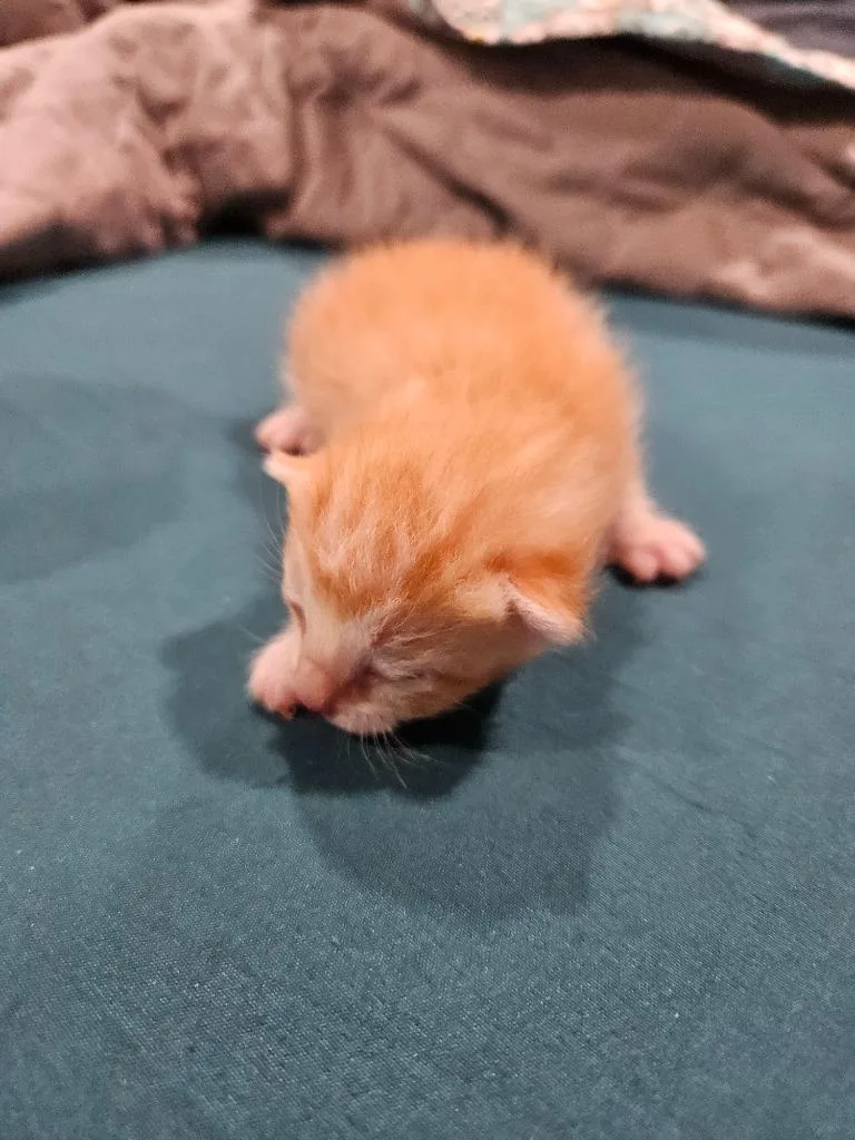 A baby medium-sized male Domestic Short Hair cat named Cinnamon for adoption in Johnson City, TN